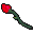a red rose